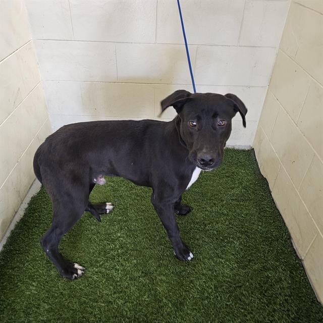 RANGER - Labrador Retriever available for adoption