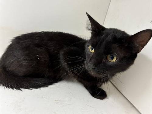 HAROLD - Domestic Short Hair for adoption in Lakeland
