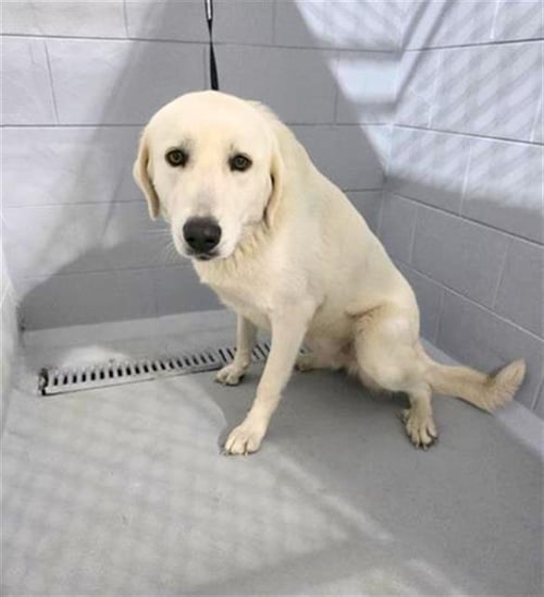 AVALANCHE - Great Pyrenees available for adoption