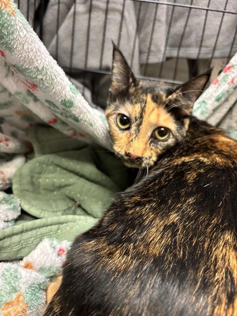 A1258945 - Domestic Short Hair available for adoption