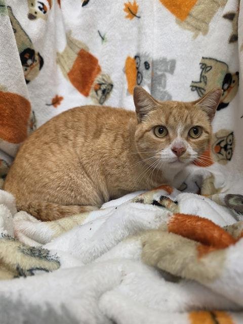 MELODY - Domestic Short Hair available for adoption