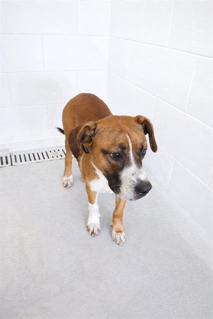 DALLAS - Boxer available for adoption