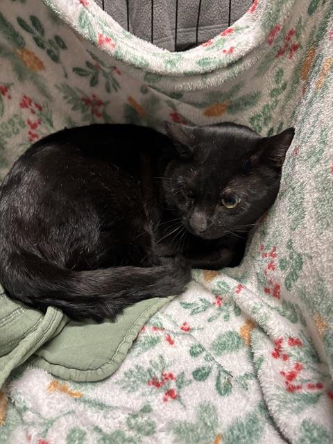 WILLOW - Domestic Short Hair available for adoption