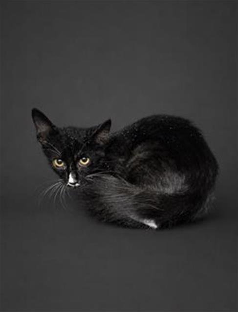 A1278328 - Domestic Medium Hair available for adoption