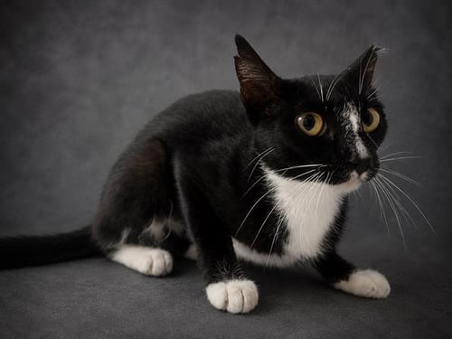 EYANNA - Domestic Short Hair available for adoption