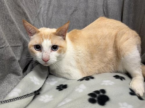 ORBIT - Domestic Short Hair available for adoption