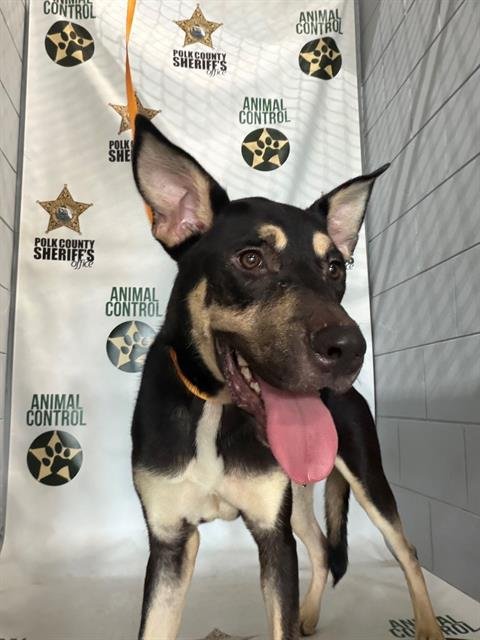 GHOST - German Shepherd Dog / Husky available for adoption