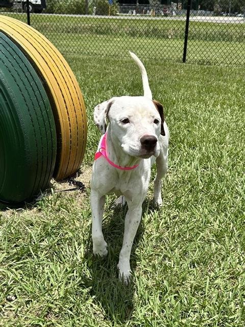 BONNIE - Labrador Retriever available for adoption