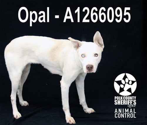 OPAL - Siberian Husky / Curly-Coated Retriever available for adoption