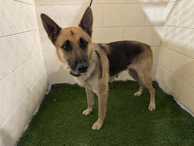 A1258625 - German Shepherd Dog available for adoption