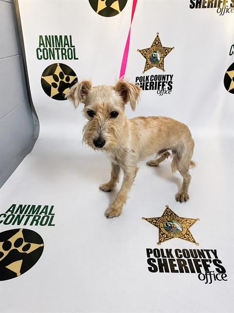 HARRY - Miniature Schnauzer available for adoption