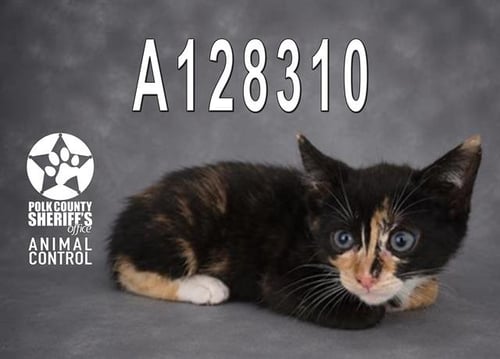 A1278310