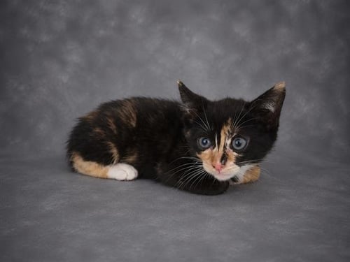 A1278310 - Domestic Short Hair available for adoption