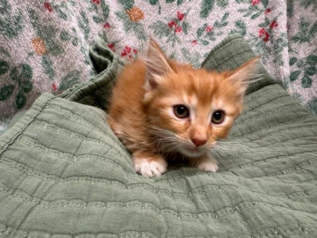 A1258933 - Domestic Medium Hair available for adoption