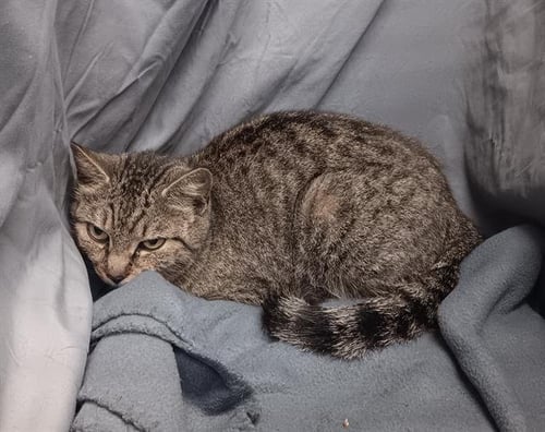 RHAPSODY - Domestic Short Hair available for adoption