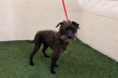 FINN - Affenpinscher available for adoption
