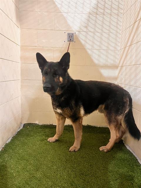 WALKER - German Shepherd Dog available for adoption