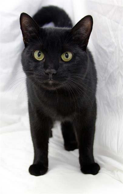 TUTTLE - Domestic Short Hair available for adoption