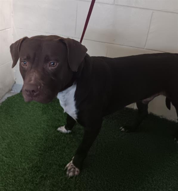 NARTU - Bulldog available for adoption