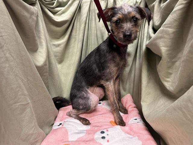 TILLY - Yorkshire Terrier Yorkie available for adoption