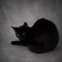 A1273836 - Photo 1
