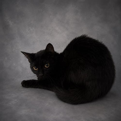 A1273836 - Domestic Short Hair available for adoption