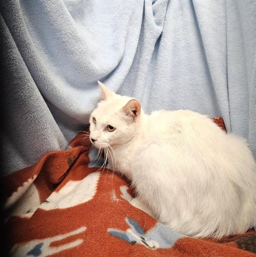 CHILLY - Domestic Short Hair available for adoption