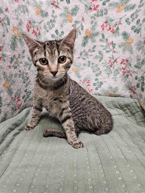 A1258812 - Domestic Short Hair available for adoption