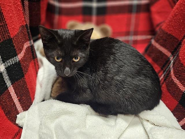 VELVET - Domestic Short Hair available for adoption