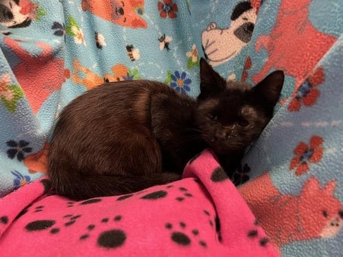 BOBBY - Domestic Short Hair available for adoption