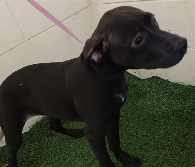 A1256870 - Bulldog available for adoption