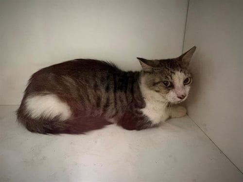 CHESNEY - Domestic Short Hair for adoption in Lakeland