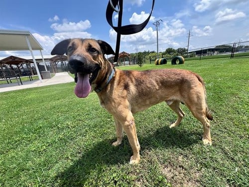 GOOSE - German Shepherd Dog available for adoption