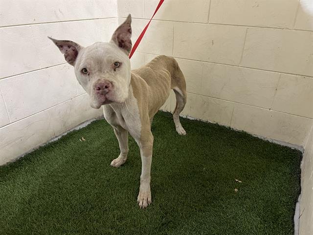 GORDO - Bulldog available for adoption