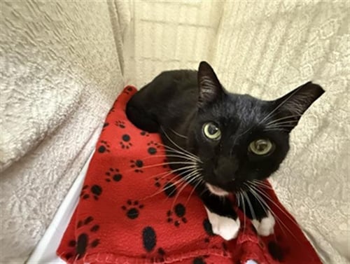 FRANKIE - Domestic Short Hair available for adoption