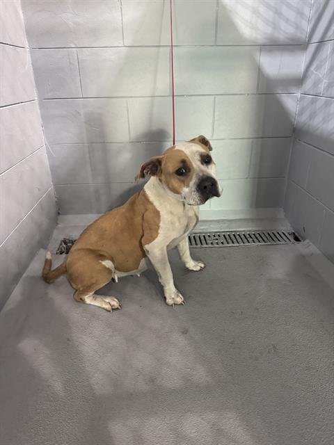 GRACE - Bulldog for adoption in Lakeland