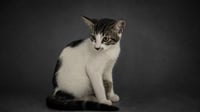 A1278304 - Photo 1