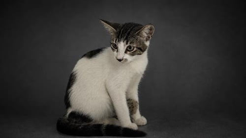 A1278304 - Domestic Short Hair available for adoption