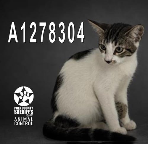 A1278304 - Domestic Short Hair available for adoption