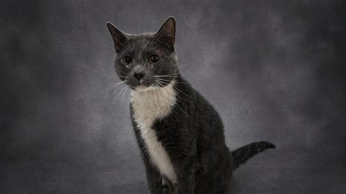 MARCO ALEXNDER - Domestic Short Hair for adoption in Lakeland