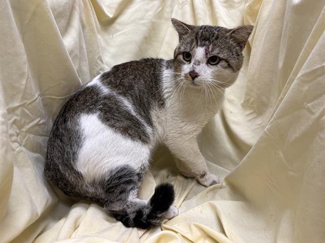 COOPER - Domestic Medium Hair available for adoption