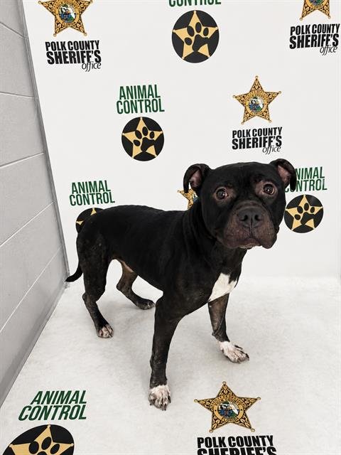 NICK - Bulldog available for adoption