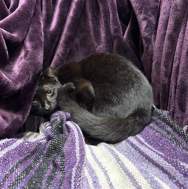 KARMA - Domestic Short Hair available for adoption