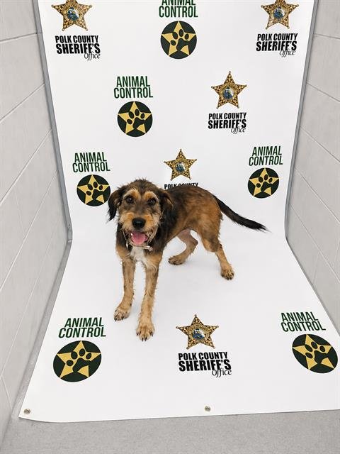 SILVIE - Airedale Terrier available for adoption
