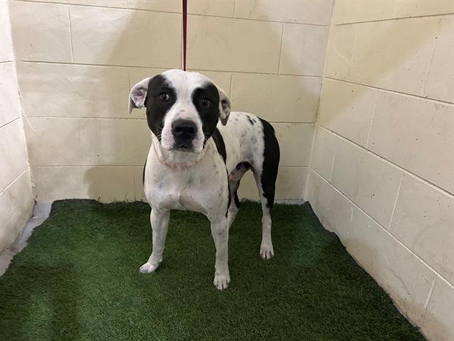 A1256024 - Bulldog available for adoption