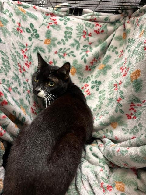 BOO - Domestic Short Hair available for adoption