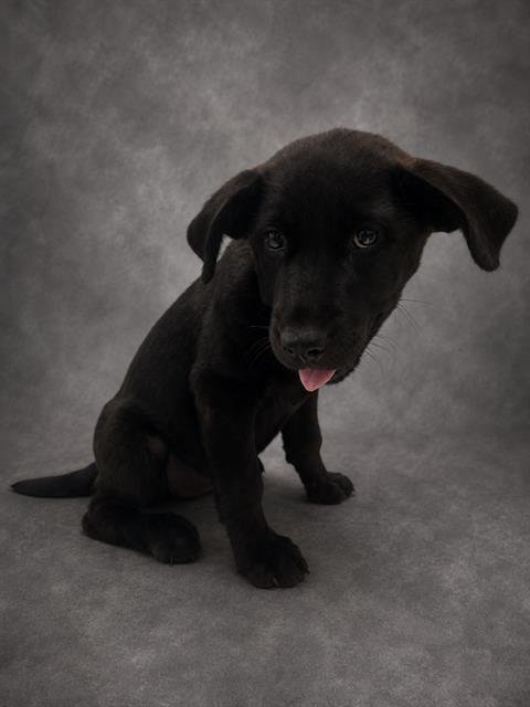 BELLE - Labrador Retriever available for adoption
