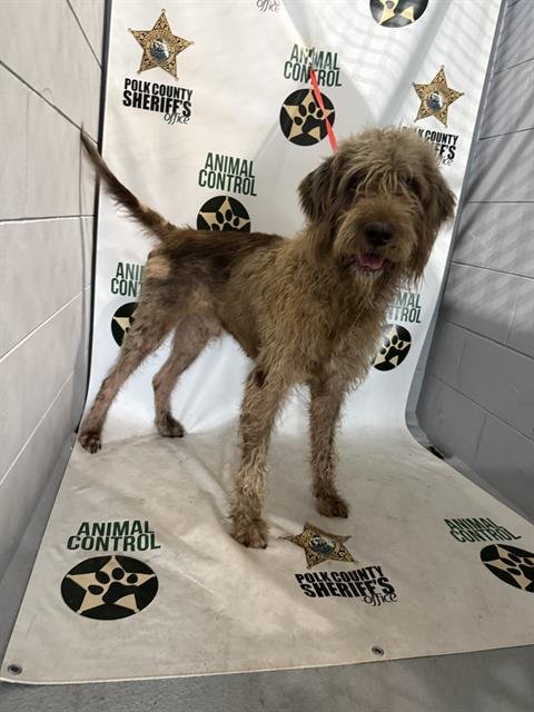 JASON - Irish Wolfhound available for adoption