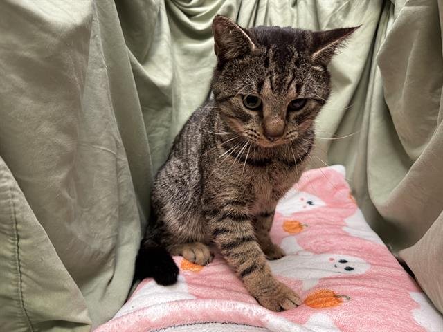 BUGS - Domestic Short Hair available for adoption