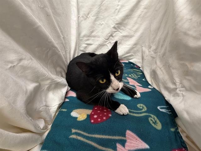 MARVIN - Domestic Short Hair available for adoption